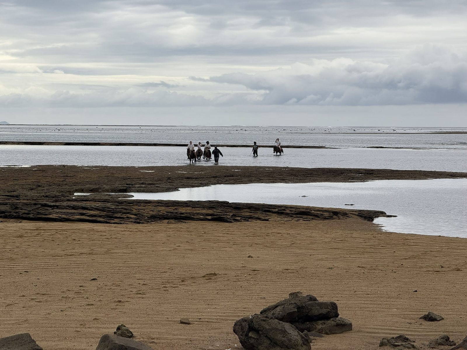 Horses crossing the reef at low tide