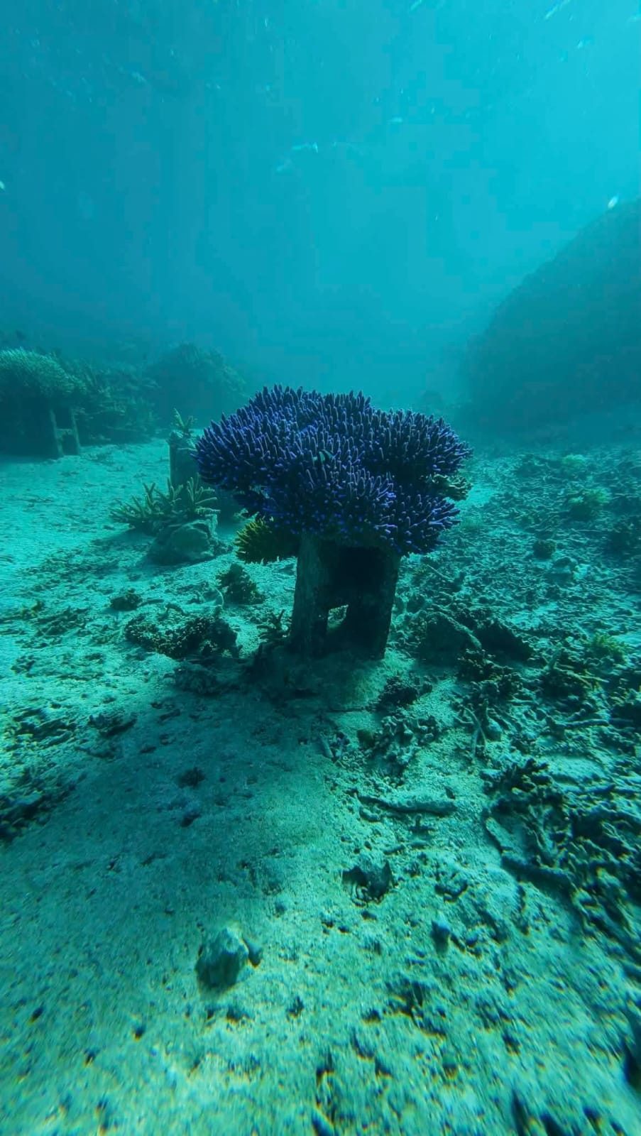 Blue coral on the ocean floor
