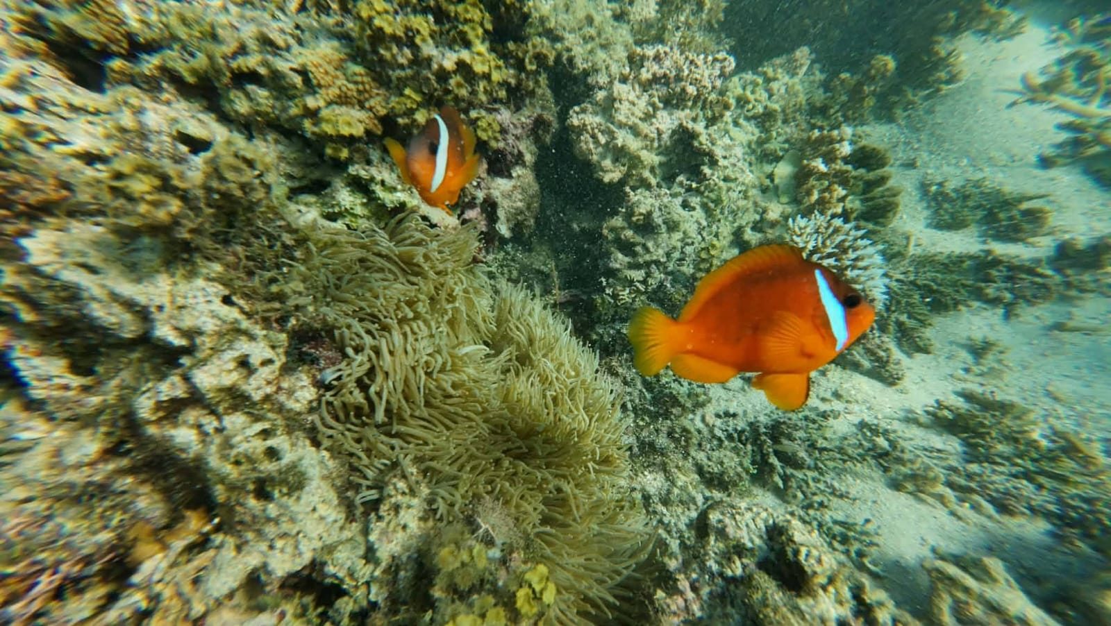 Clownfish on the coral reef — Coral Coast snorkelling